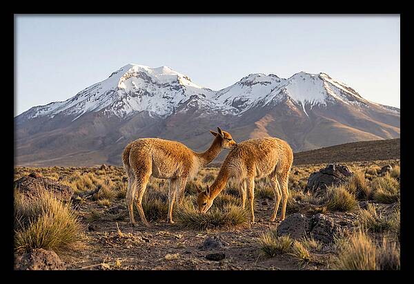 Vicuna Pair In Majestic Landscape