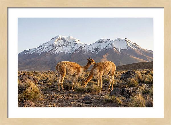 Vicuna Pair In Majestic Landscape