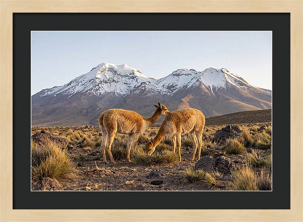Vicuna Pair In Majestic Landscape