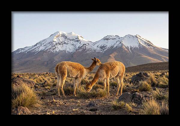 Vicuna Pair In Majestic Landscape