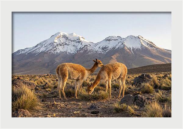 Vicuna Pair In Majestic Landscape