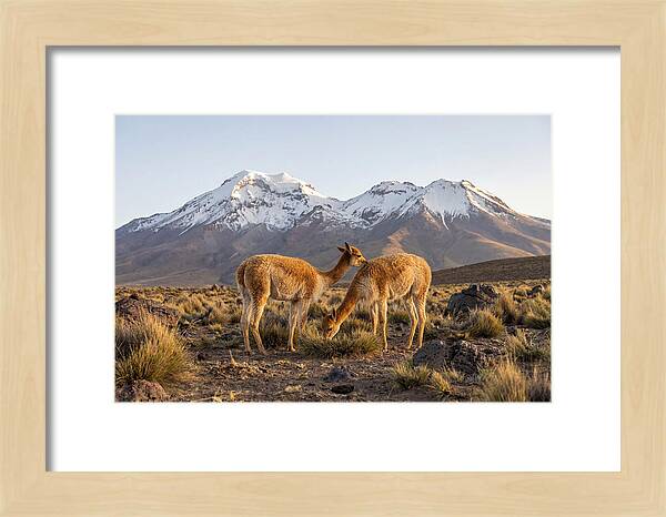 Vicuna Pair In Majestic Landscape