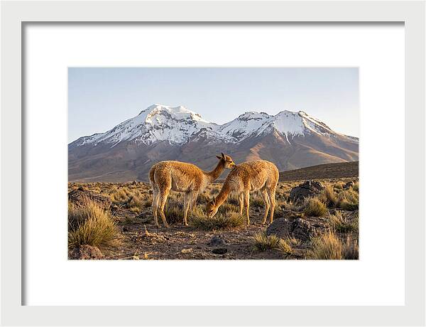 Vicuna Pair In Majestic Landscape