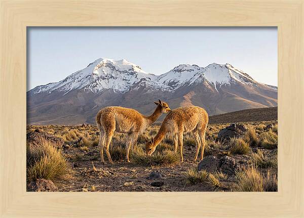 Vicuna Pair In Majestic Landscape
