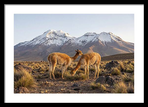 Vicuna Pair In Majestic Landscape