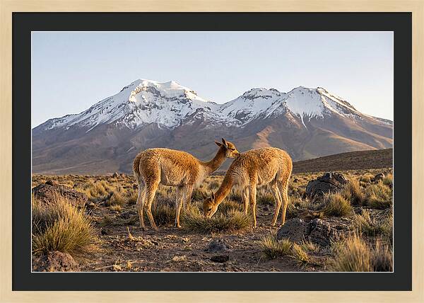 Vicuna Pair In Majestic Landscape