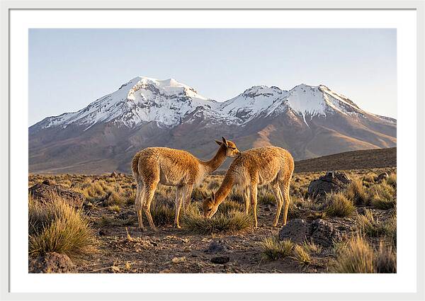 Vicuna Pair In Majestic Landscape