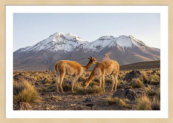 Vicuna Pair In Majestic Landscape