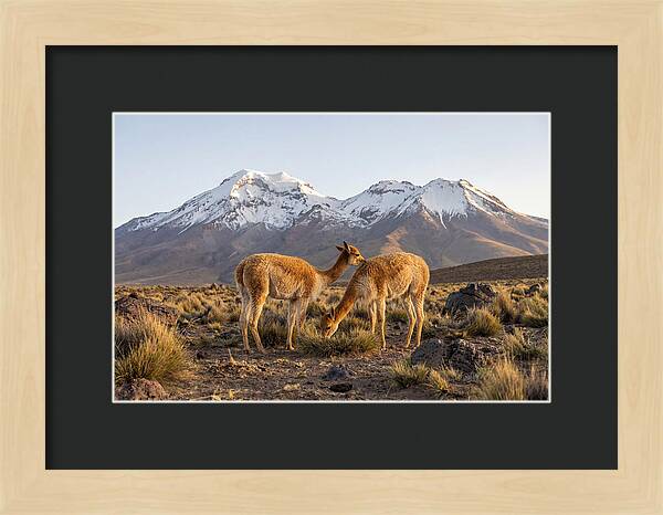 Vicuna Pair In Majestic Landscape