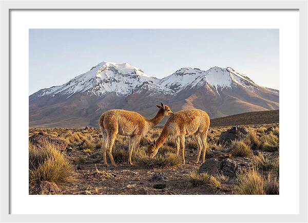 Vicuna Pair In Majestic Landscape