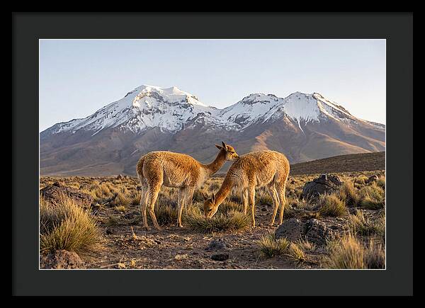 Vicuna Pair In Majestic Landscape