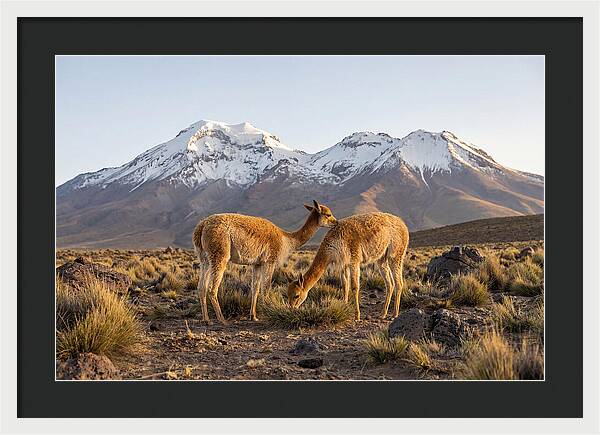Vicuna Pair In Majestic Landscape