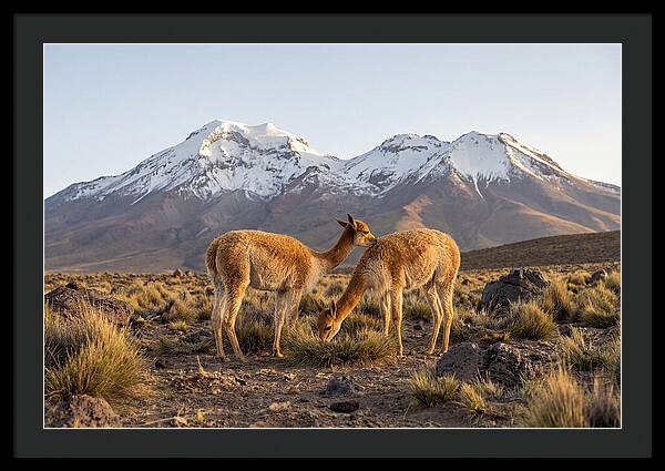 Vicuna Pair In Majestic Landscape