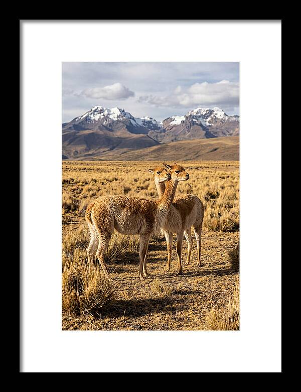 Vicuna Pair In The Andes