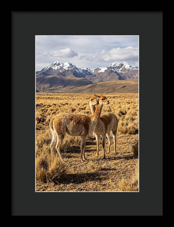 Vicuna Pair In The Andes