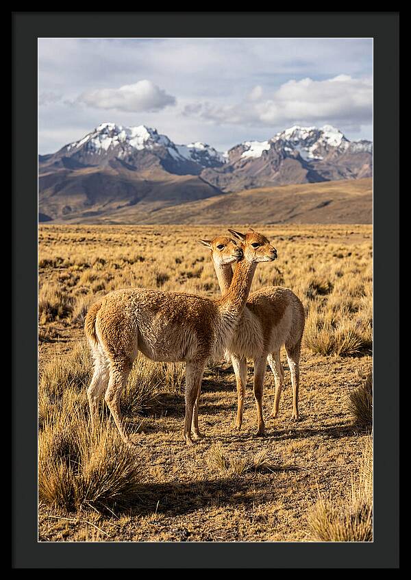 Vicuna Pair In The Andes