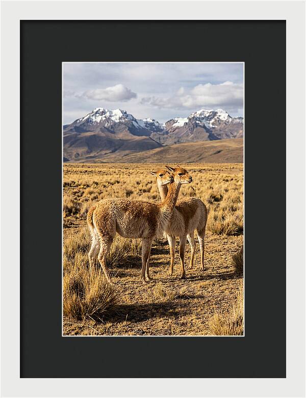 Vicuna Pair In The Andes