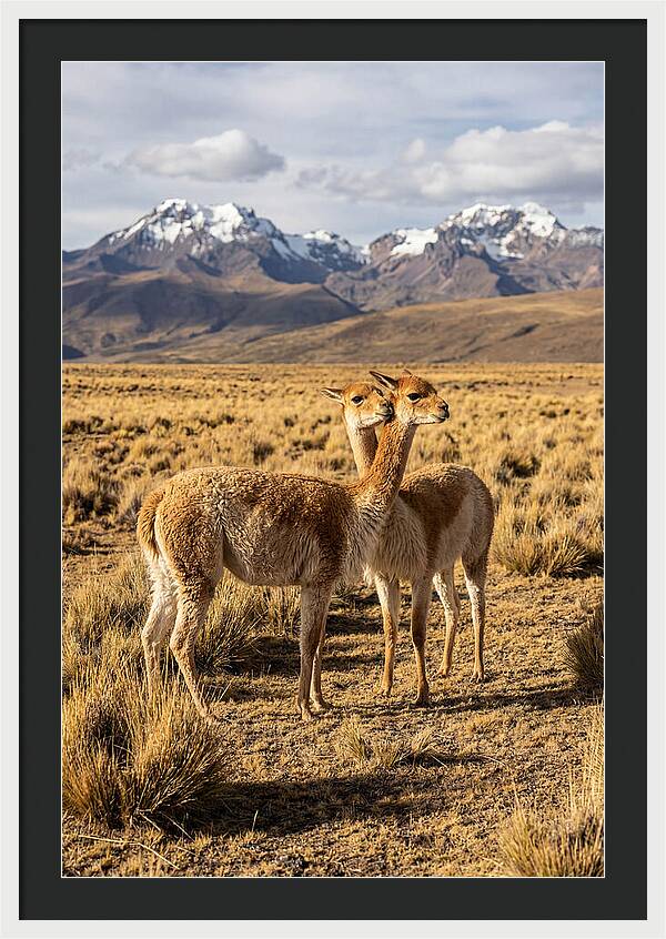 Vicuna Pair In The Andes