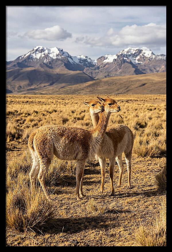 Vicuna Pair In The Andes