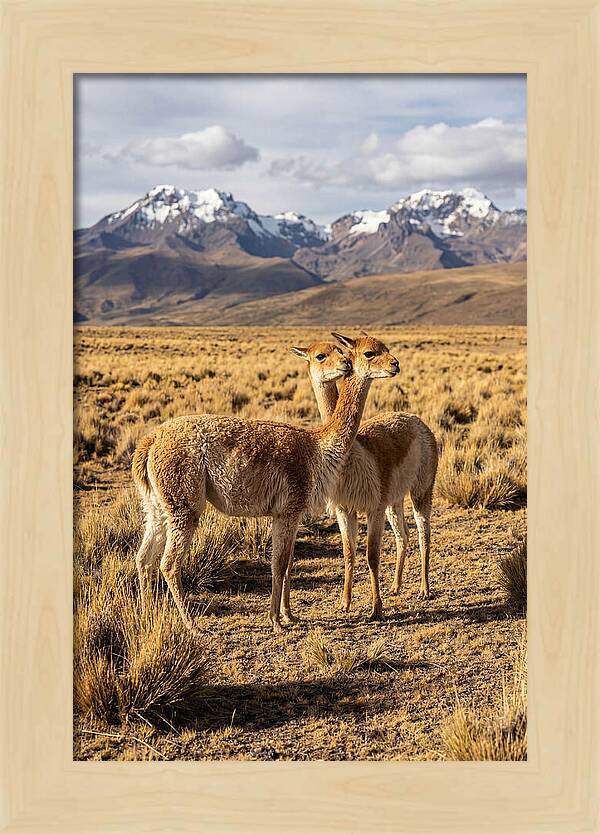 Vicuna Pair In The Andes