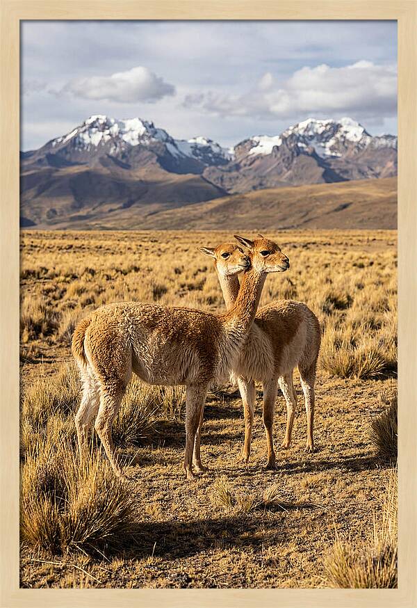 Vicuna Pair In The Andes