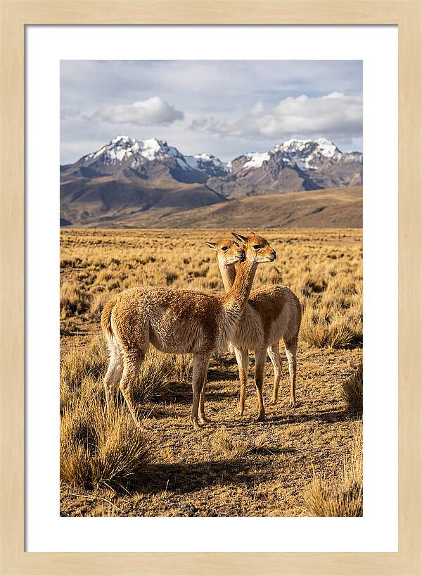 Vicuna Pair In The Andes