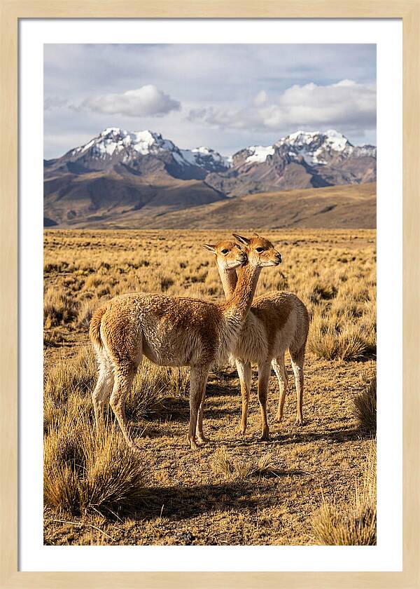 Vicuna Pair In The Andes
