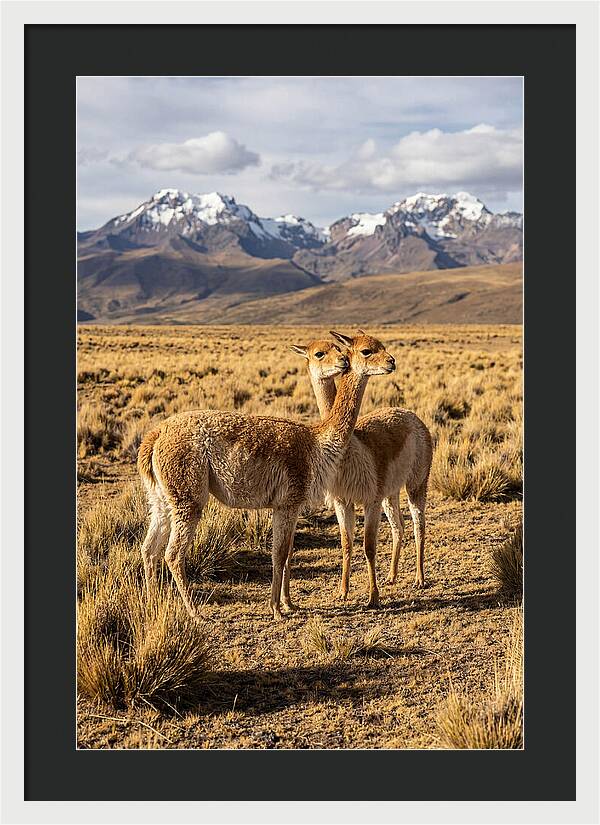 Vicuna Pair In The Andes