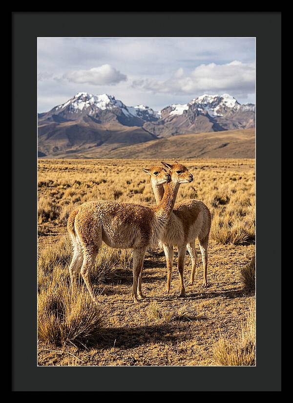 Vicuna Pair In The Andes