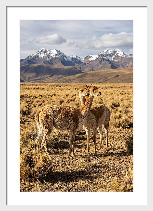 Vicuna Pair In The Andes