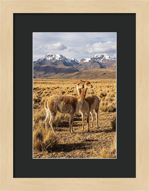 Vicuna Pair In The Andes