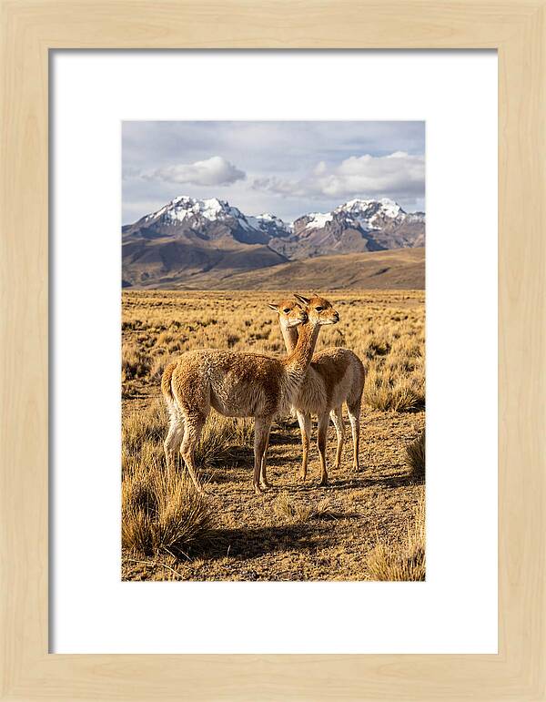 Vicuna Pair In The Andes