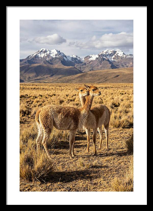 Vicuna Pair In The Andes