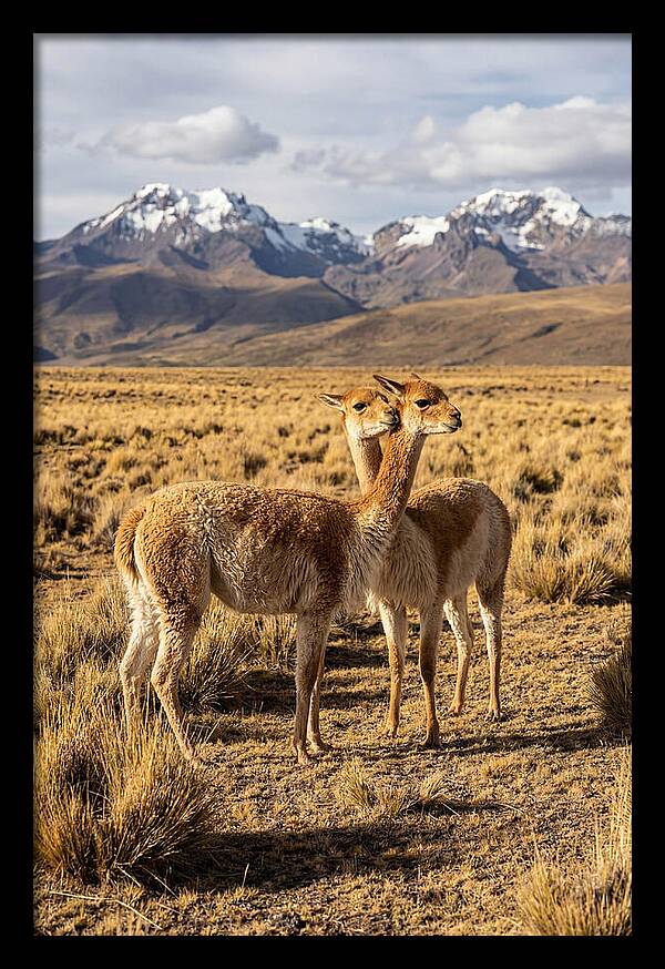Vicuna Pair In The Andes