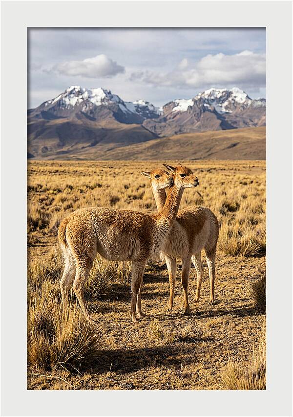 Vicuna Pair In The Andes