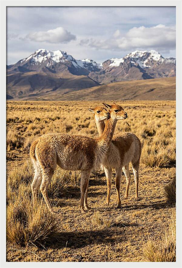 Vicuna Pair In The Andes