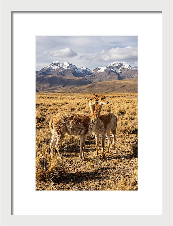 Vicuna Pair In The Andes