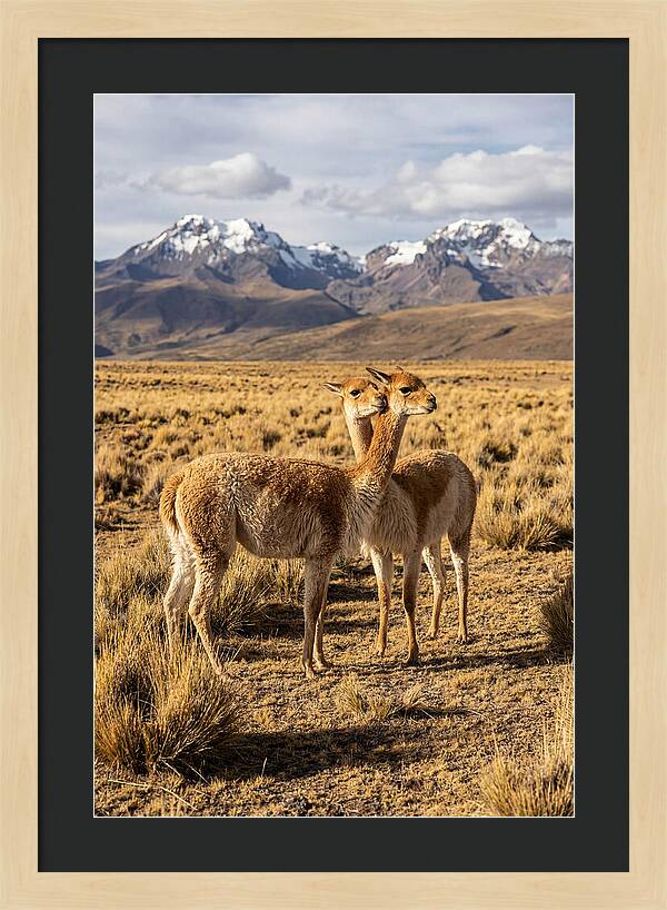 Vicuna Pair In The Andes