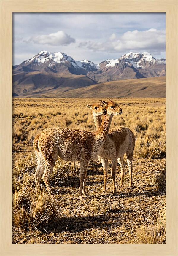 Vicuna Pair In The Andes
