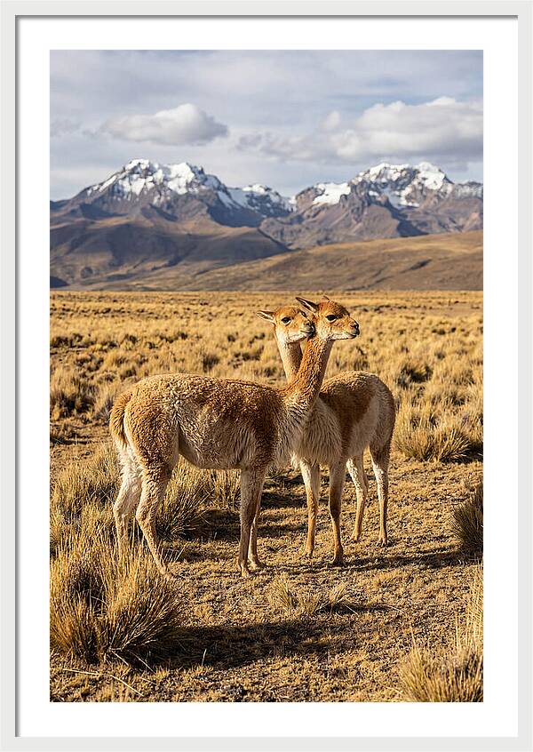 Vicuna Pair In The Andes