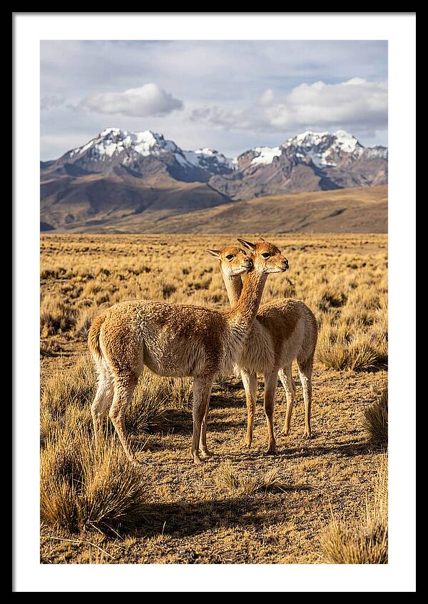 Vicuna Pair In The Andes