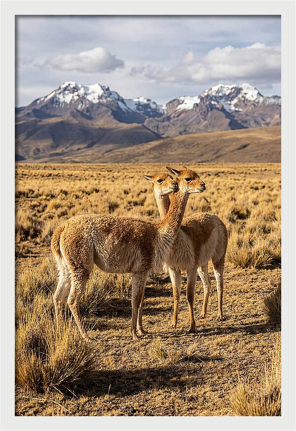 Vicuna Pair In The Andes