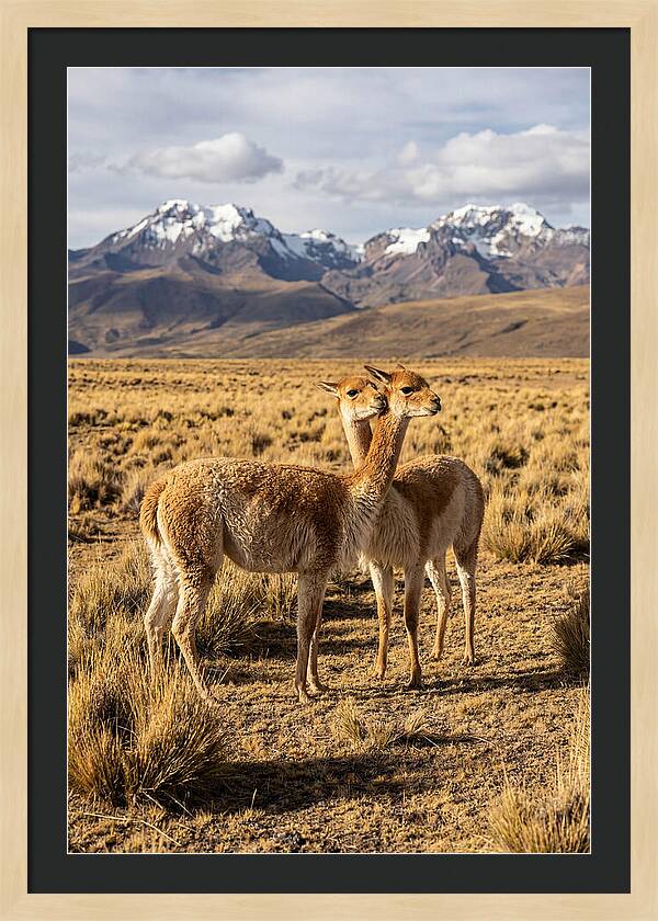 Vicuna Pair In The Andes