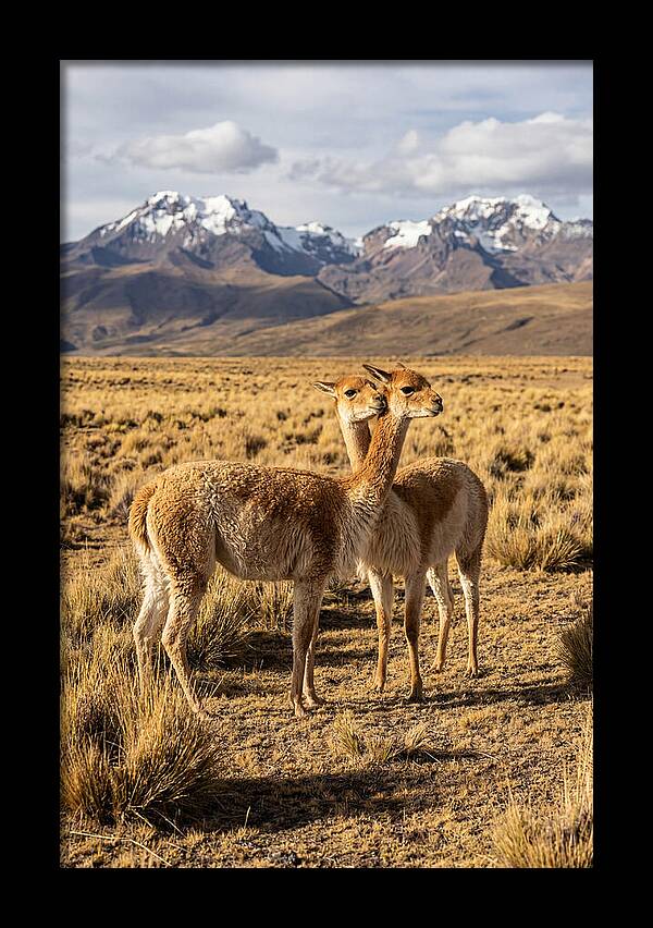 Vicuna Pair In The Andes