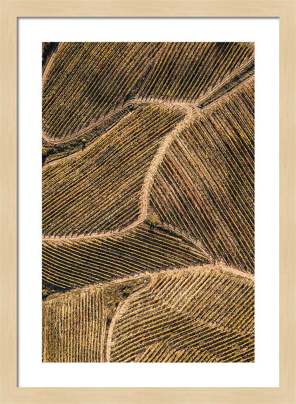 Vineyard Serenity From Above