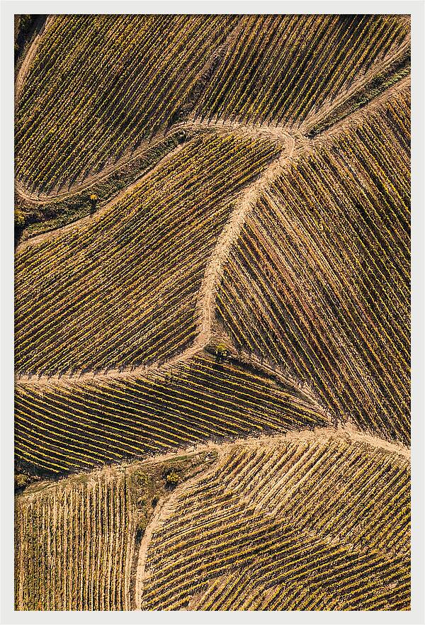 Vineyard Serenity From Above