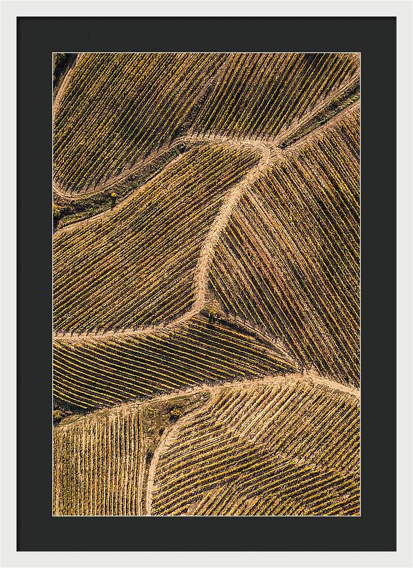 Vineyard Serenity From Above