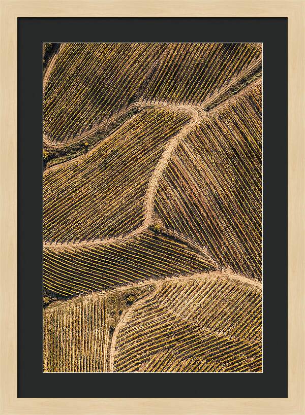 Vineyard Serenity From Above