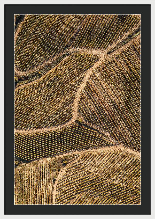 Vineyard Serenity From Above