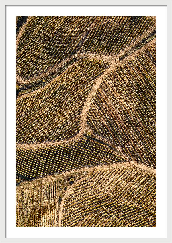Vineyard Serenity From Above